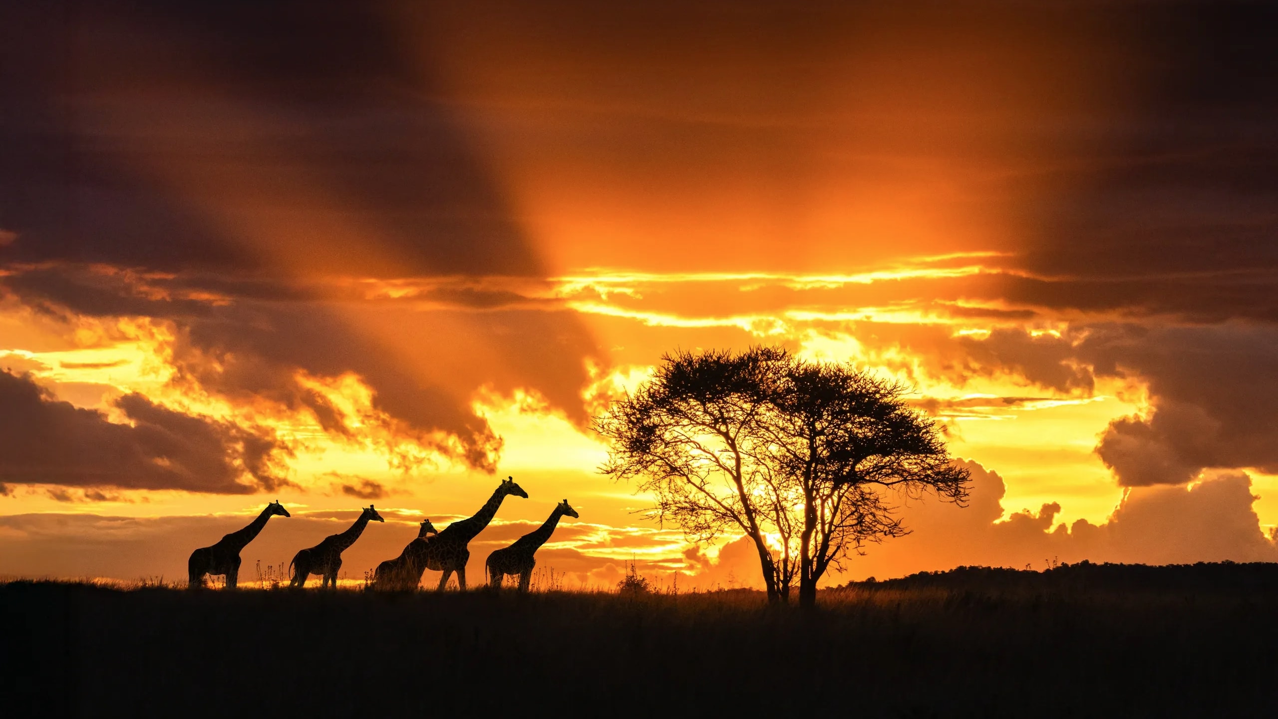Africa sunset — giraffes silhouetted against a dramatic sky